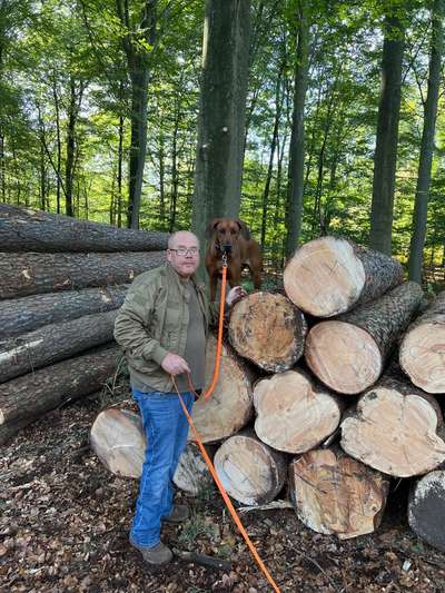 Rhodesian Ridgeback-Beitrag-Bild