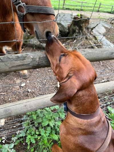 Rhodesian Ridgeback-Beitrag-Bild