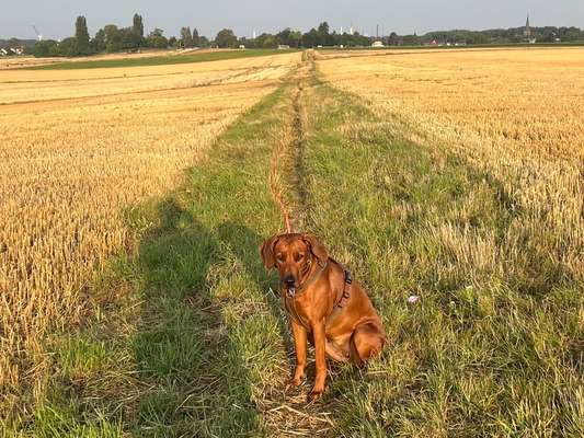 Rhodesian Ridgeback-Beitrag-Bild