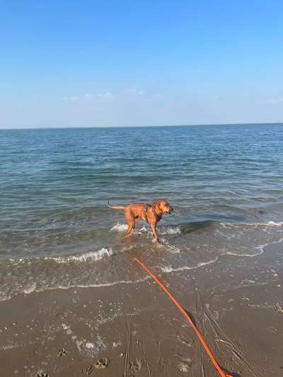 Rhodesian Ridgeback-Beitrag-Bild