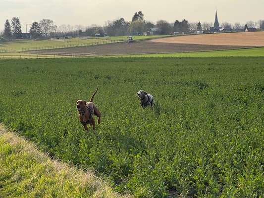 Rhodesian Ridgeback-Beitrag-Bild