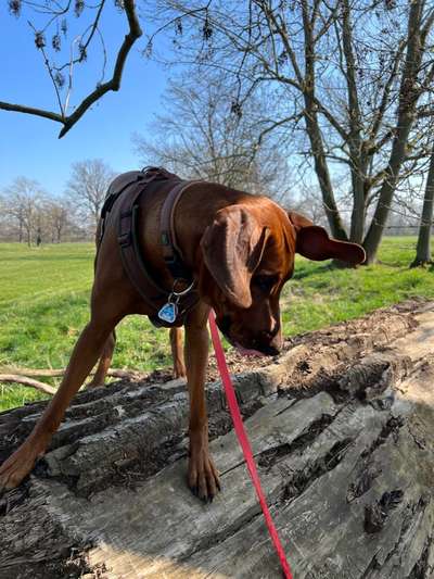 Rhodesian Ridgeback-Beitrag-Bild