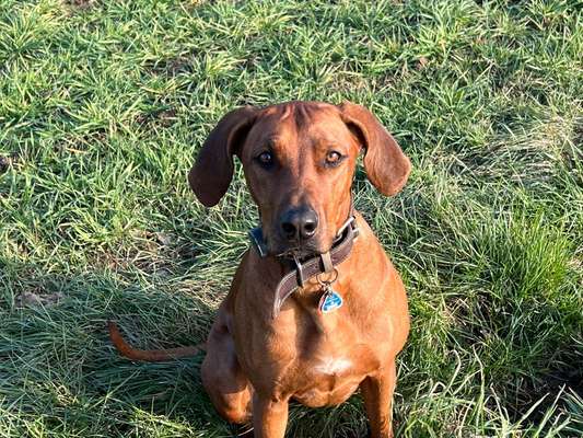 Rhodesian Ridgeback-Beitrag-Bild