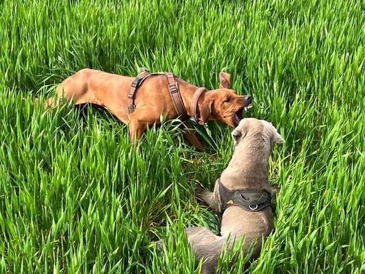 Rhodesian Ridgeback-Beitrag-Bild