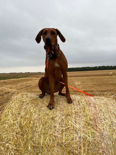 Rhodesian Ridgeback-Beitrag-Bild