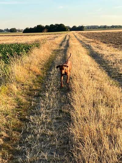 Rhodesian Ridgeback-Beitrag-Bild