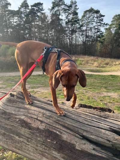 Rhodesian Ridgeback-Beitrag-Bild