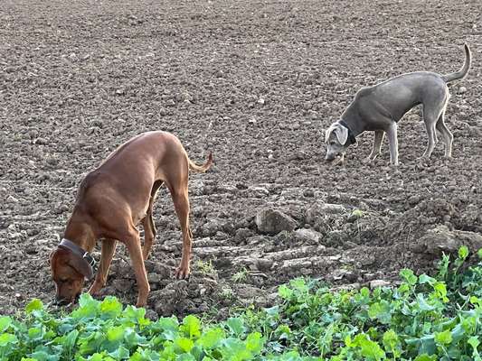Rhodesian Ridgeback-Beitrag-Bild