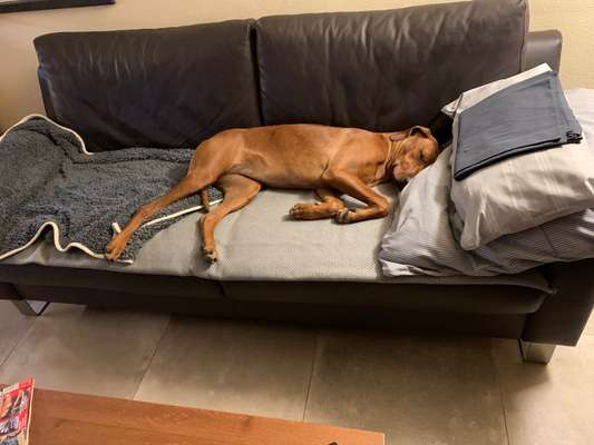 Rhodesian Ridgeback-Beitrag-Bild