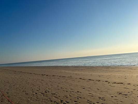 Rhodesian Ridgeback-Beitrag-Bild