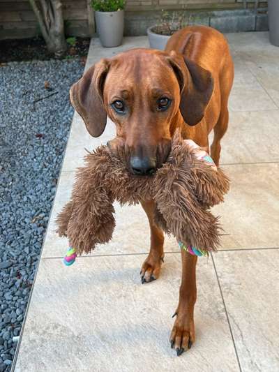 Rhodesian Ridgeback-Beitrag-Bild