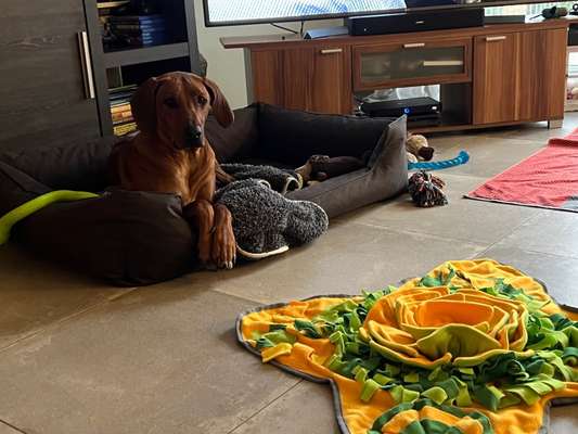 Rhodesian Ridgeback-Beitrag-Bild