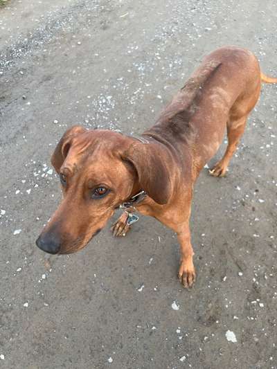 Rhodesian Ridgeback-Beitrag-Bild