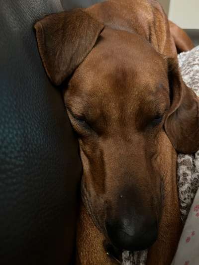 Rhodesian Ridgeback-Beitrag-Bild