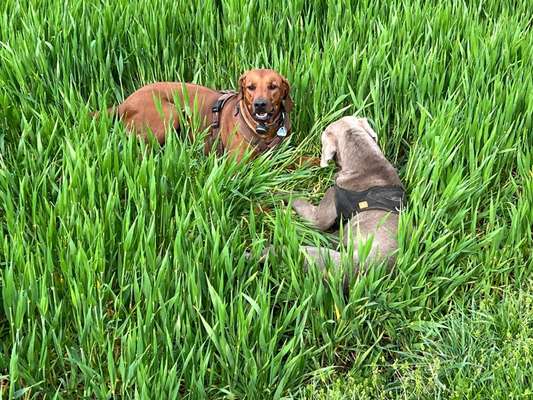 Rhodesian Ridgeback-Beitrag-Bild