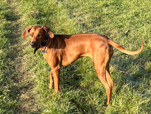 Rhodesian Ridgeback-Beitrag-Bild