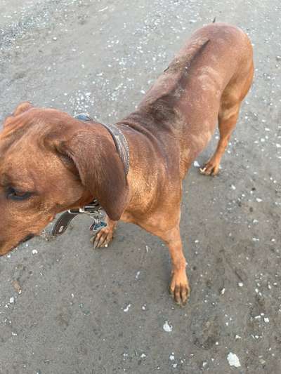 Rhodesian Ridgeback-Beitrag-Bild