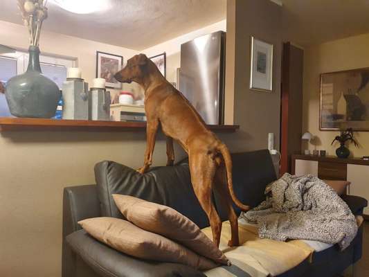 Rhodesian Ridgeback-Beitrag-Bild