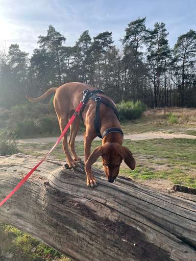 Rhodesian Ridgeback-Beitrag-Bild