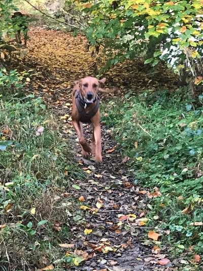 Rhodesian Ridgeback-Beitrag-Bild