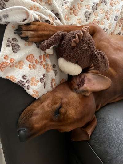 Rhodesian Ridgeback-Beitrag-Bild