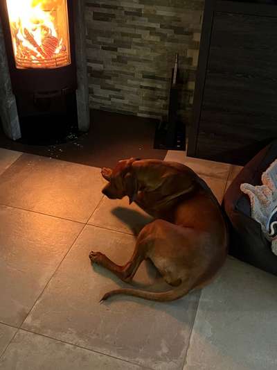 Rhodesian Ridgeback-Beitrag-Bild