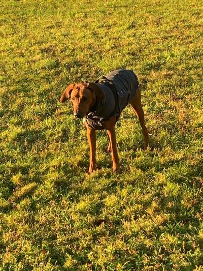 Rhodesian Ridgeback-Beitrag-Bild
