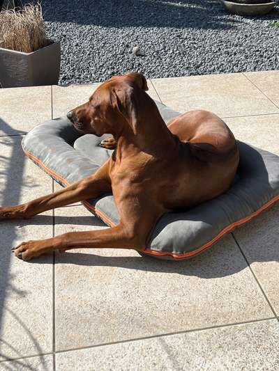 Rhodesian Ridgeback-Beitrag-Bild