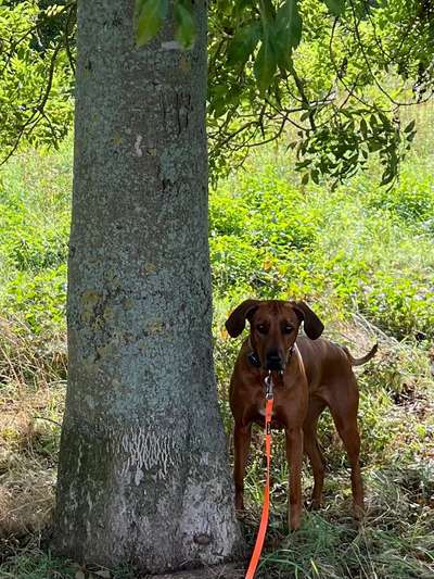 Rhodesian Ridgeback-Beitrag-Bild