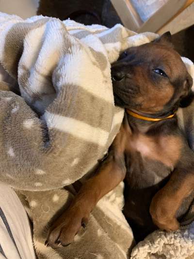 Rhodesian Ridgeback-Beitrag-Bild