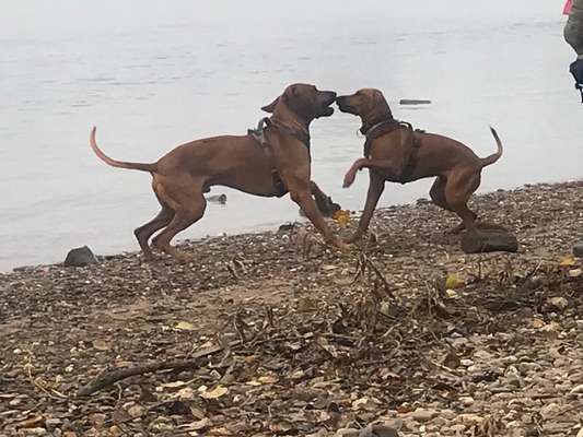 Rhodesian Ridgeback-Beitrag-Bild