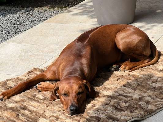 Rhodesian Ridgeback-Beitrag-Bild