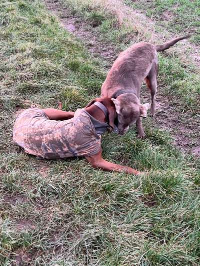 Rhodesian Ridgeback-Beitrag-Bild