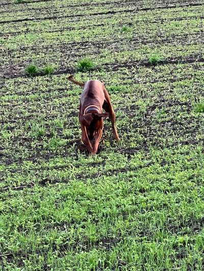 Rhodesian Ridgeback-Beitrag-Bild
