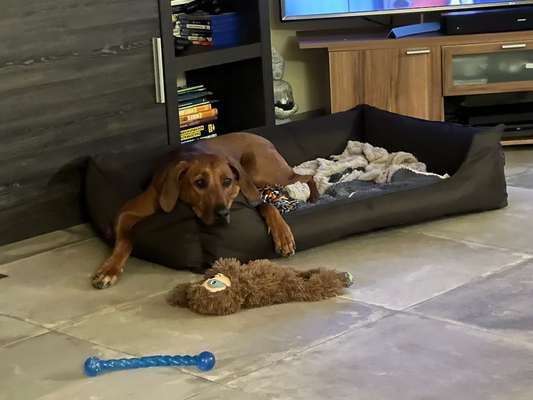 Rhodesian Ridgeback-Beitrag-Bild
