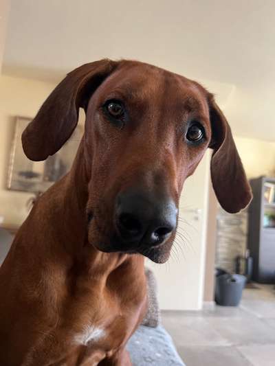 Rhodesian Ridgeback-Beitrag-Bild