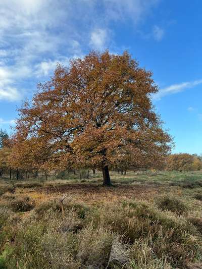Rhodesian Ridgeback-Beitrag-Bild