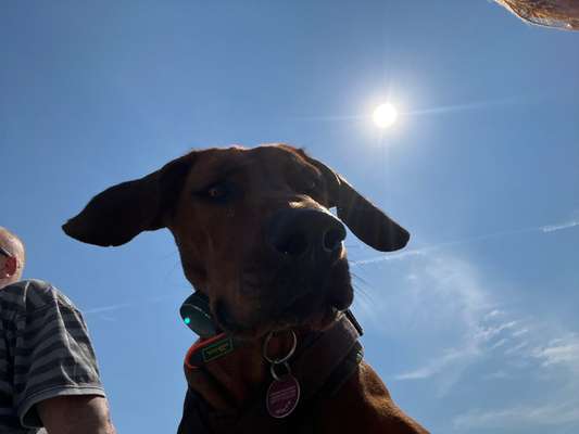 Rhodesian Ridgeback-Beitrag-Bild