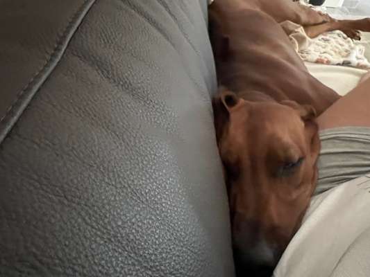 Rhodesian Ridgeback-Beitrag-Bild