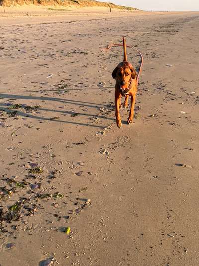 Rhodesian Ridgeback-Beitrag-Bild