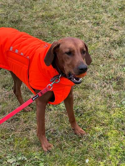Rhodesian Ridgeback-Beitrag-Bild