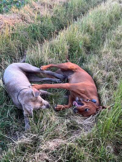 Rhodesian Ridgeback-Beitrag-Bild