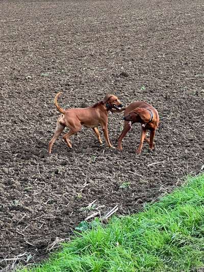 Rhodesian Ridgeback-Beitrag-Bild
