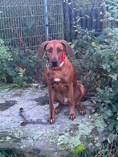 Rhodesian Ridgeback-Beitrag-Bild