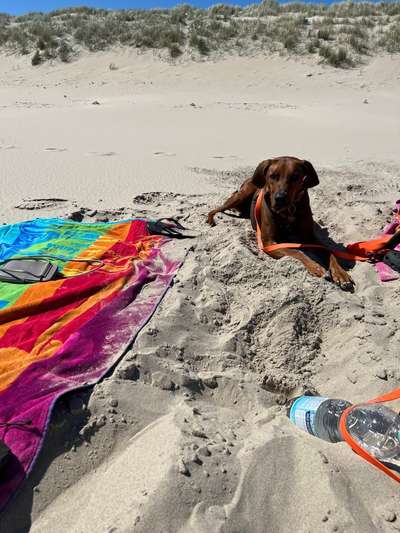 Rhodesian Ridgeback-Beitrag-Bild