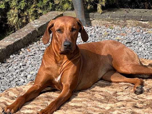 Rhodesian Ridgeback-Beitrag-Bild