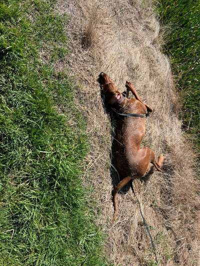 Rhodesian Ridgeback-Beitrag-Bild