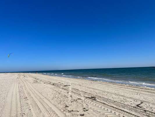 Rhodesian Ridgeback-Beitrag-Bild