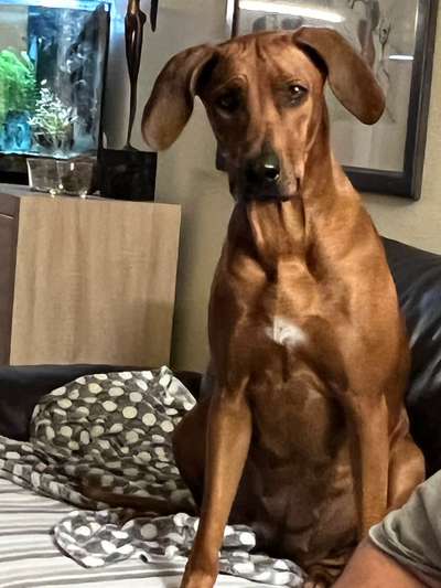 Rhodesian Ridgeback-Beitrag-Bild