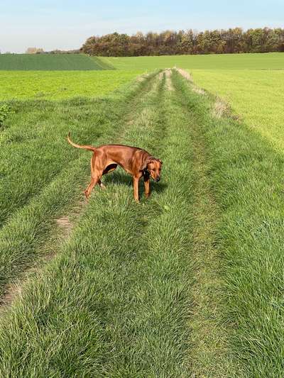 Rhodesian Ridgeback-Beitrag-Bild